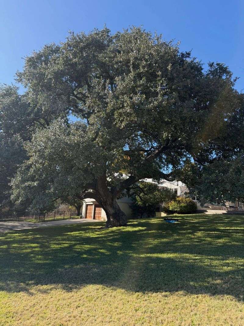 Texas Live Oak Texas Live Oak