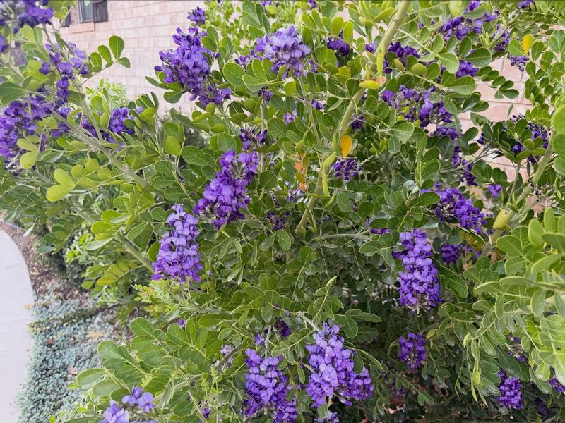 Texas Mountain Laurel Texas Mountain Laurel