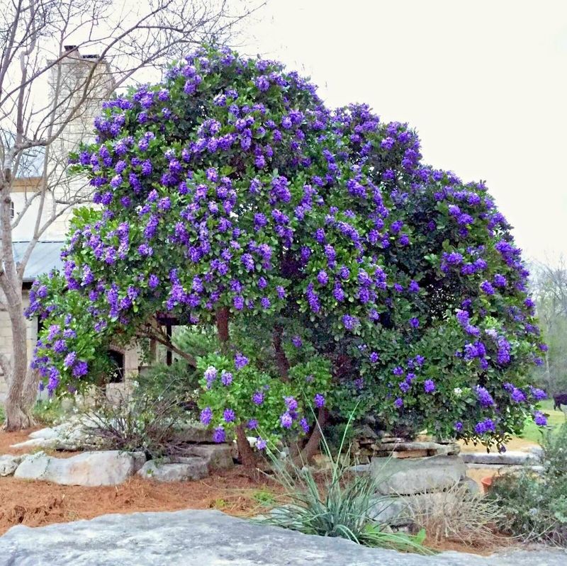 Texas Mountain Laurel Texas Mountain Laurel