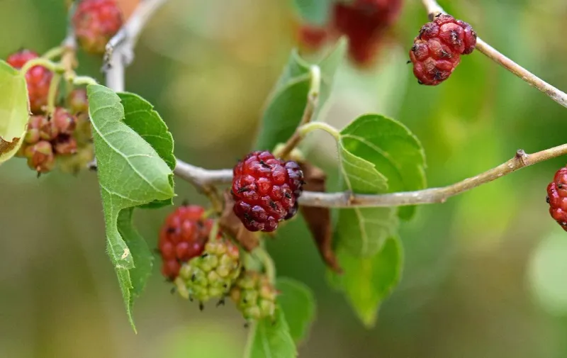 Texas Mulberry Texas Mulberry