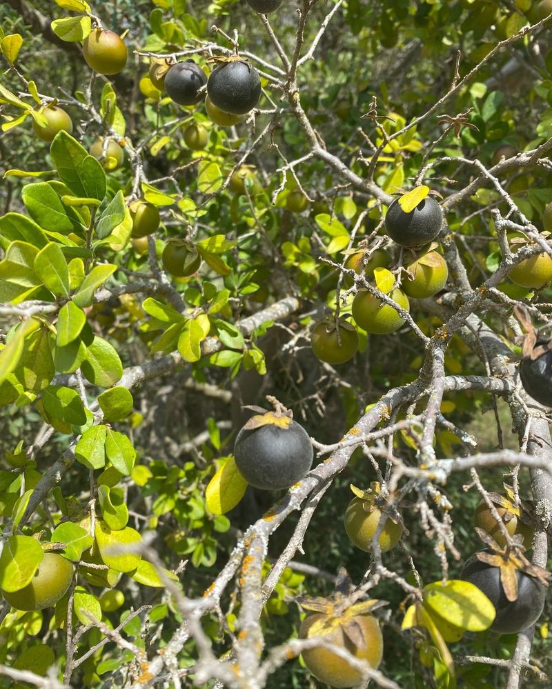 Texas Persimmon