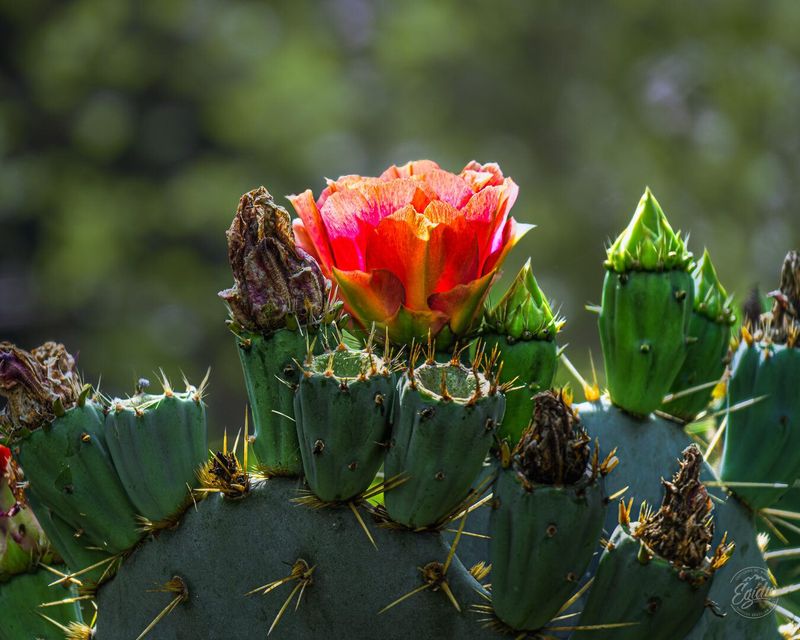 Texas Prickly Pear Cactus Bloom