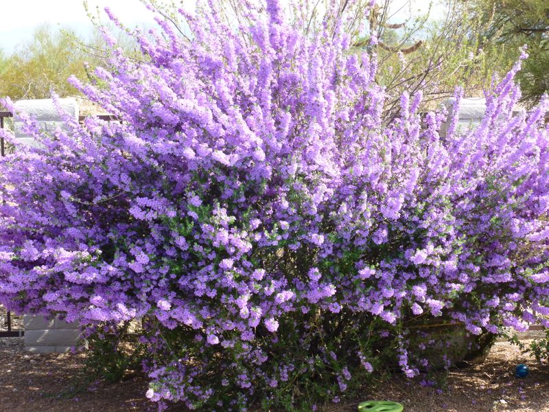 Texas Ranger (Leucophyllum frutescens) Texas Ranger (Leucophyllum frutescens)