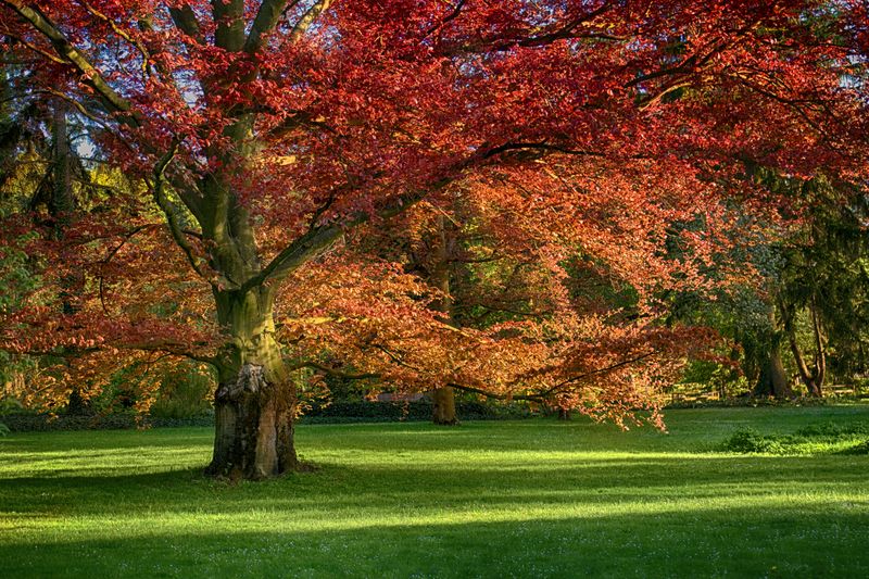 Texas Red Oak