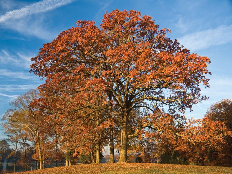 Texas Red Oak Texas Red Oak