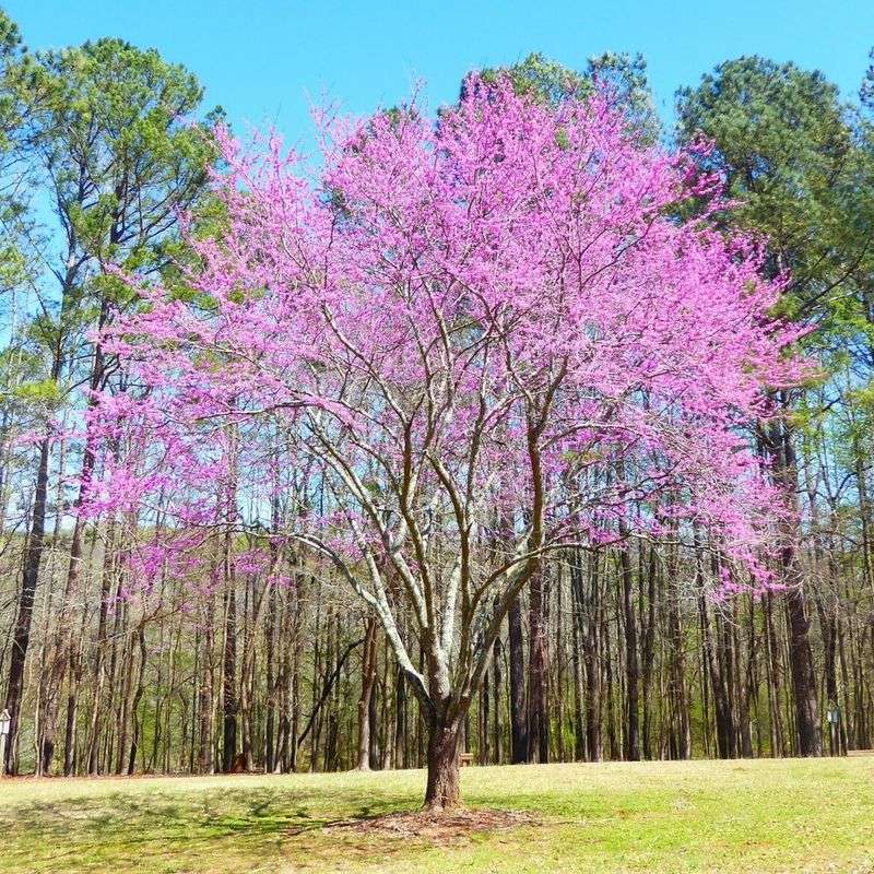 Texas Redbud, A Pink Burst Of Early Spring Texas Redbud, A Pink Burst Of Early Spring