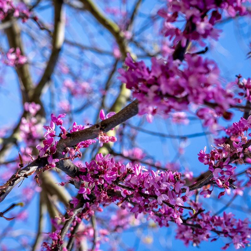 Texas Redbud Paints Spring Pink Texas Redbud Paints Spring Pink