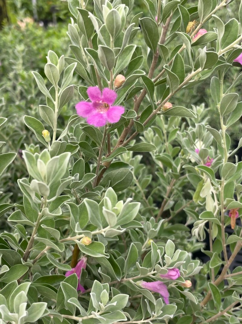 Texas Sage