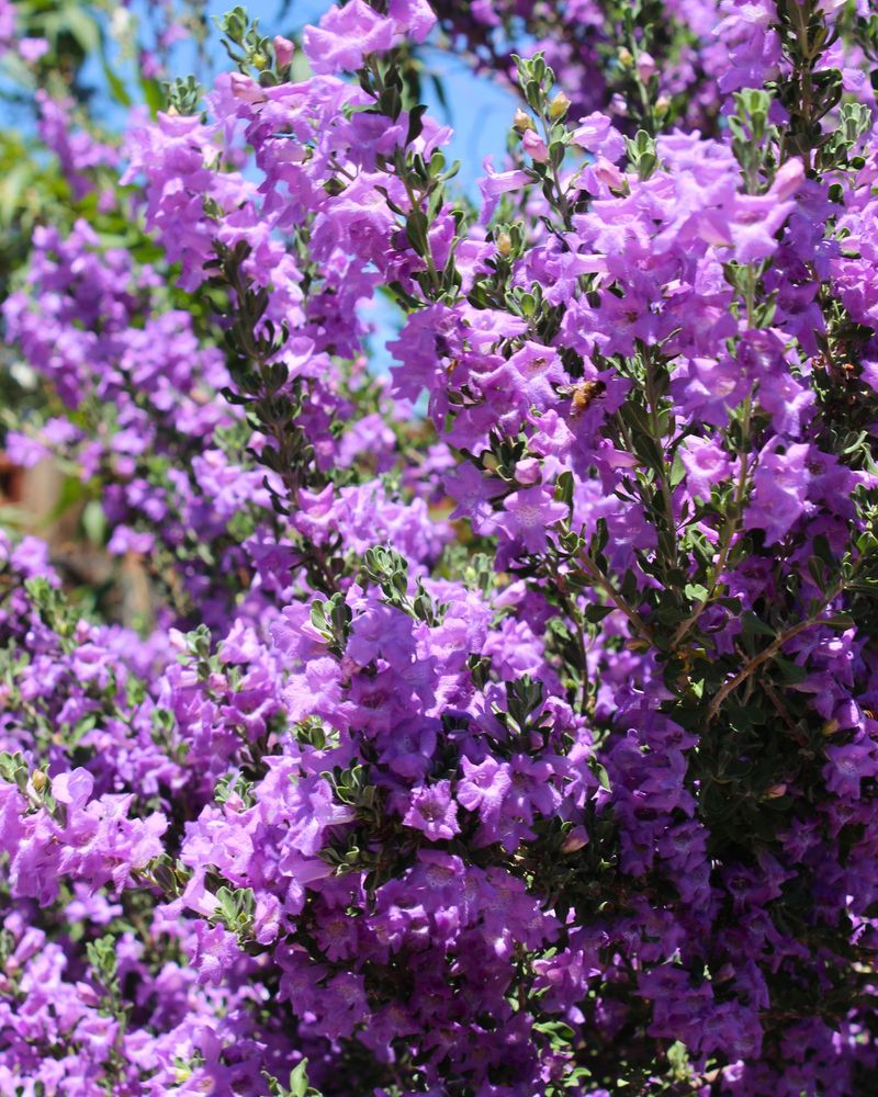 Texas Sage