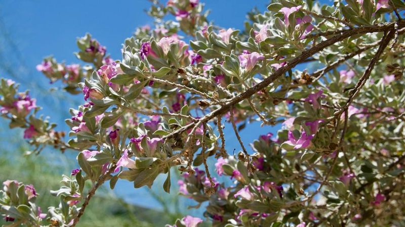 Texas Sage Texas Sage