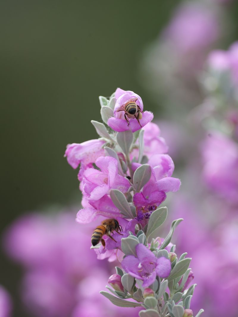 Texas Sage (Cenizo)