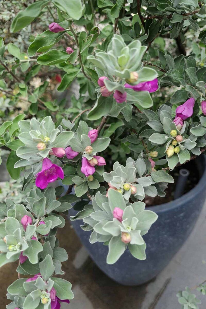 Texas Sage (Cenizo)