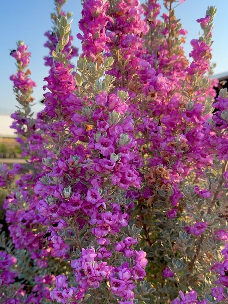 Texas Sage (Cenizo) Texas Sage (Cenizo)