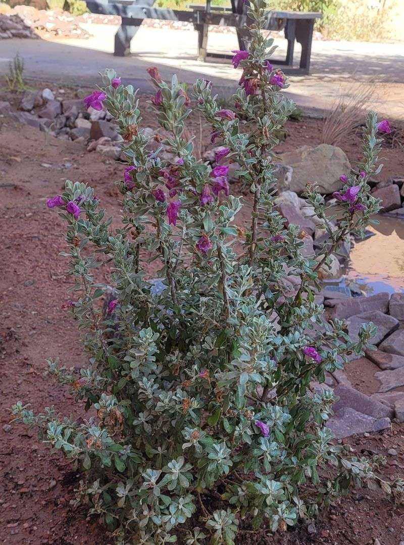 Texas Sage Holds The Line On Rocky Slopes Texas Sage Holds The Line On Rocky Slopes
