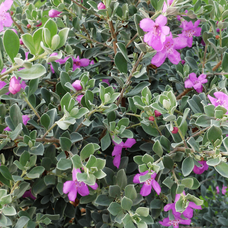 Texas Sage 