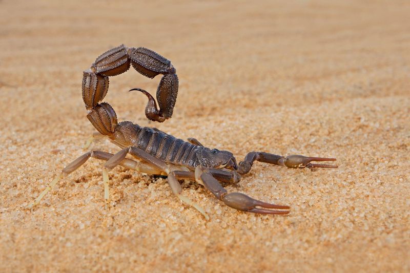Texas Scorpion Season Overlaps With Peak Tarantula Activity Periods Texas Scorpion Season Overlaps With Peak Tarantula Activity Periods