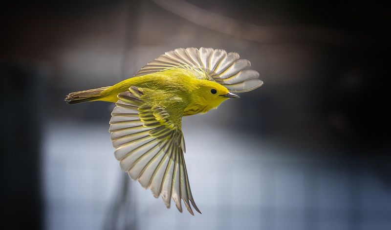 Texas Sits Along The Central Flyway