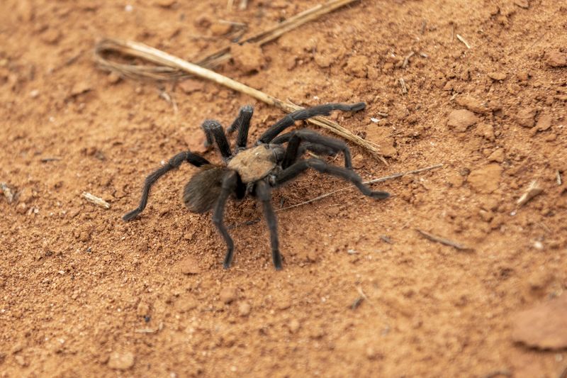 Texas Tarantulas Are A Natural Part Of A Balanced Yard Ecosystem Texas Tarantulas Are A Natural Part Of A Balanced Yard Ecosystem
