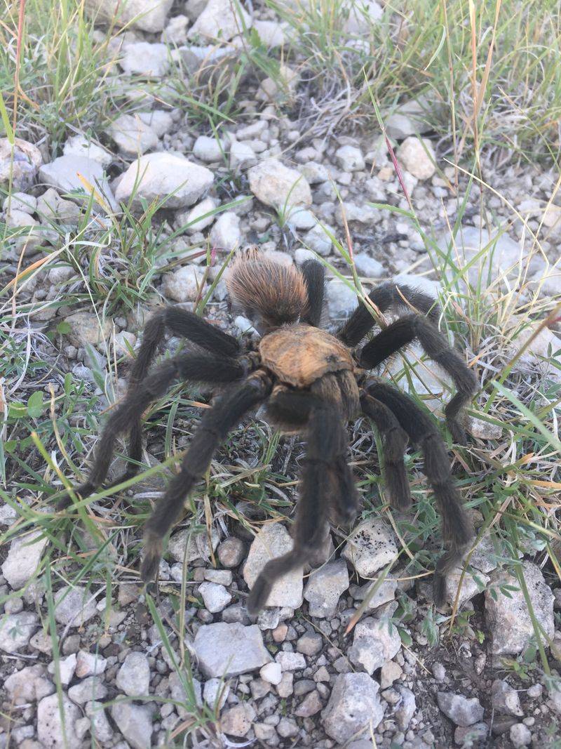 Texas Tarantulas Are Natural Scorpion Hunters In Your Own Backyard Texas Tarantulas Are Natural Scorpion Hunters In Your Own Backyard