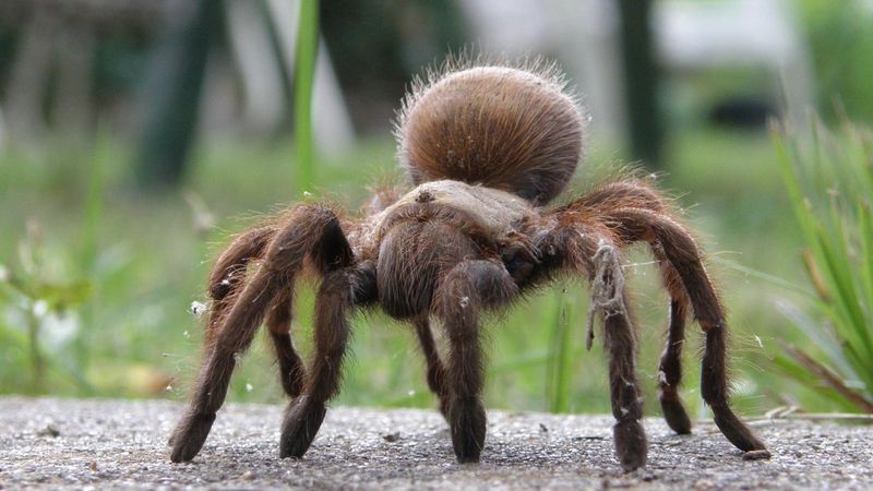 Texas Tarantulas Help Control Some Insect Populations That Support Scorpions Texas Tarantulas Help Control Some Insect Populations That Support Scorpions