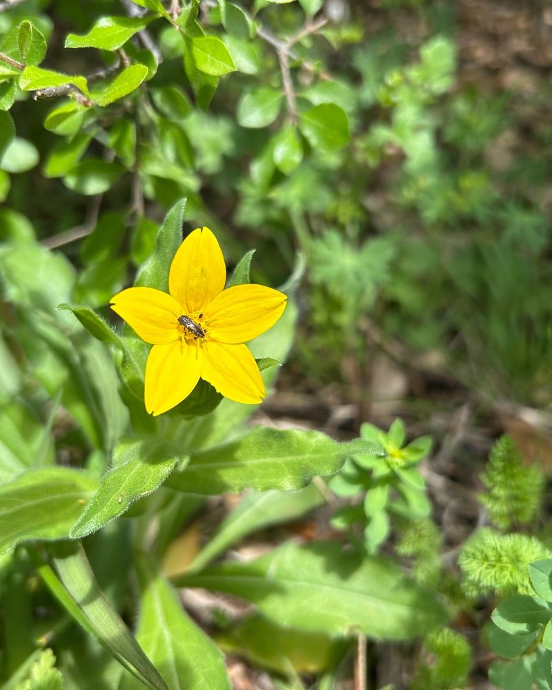 Texas Yellow Star