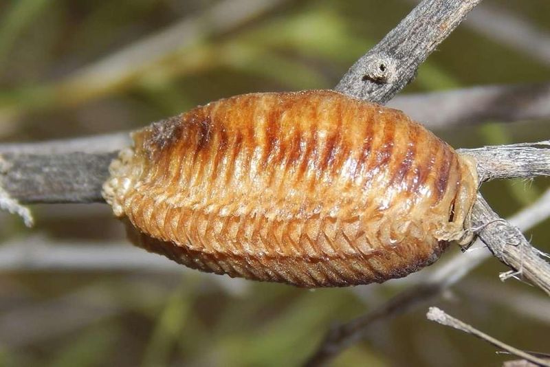 That Arizona Toasted-Marshmallow Shape Could Be an Ootheca