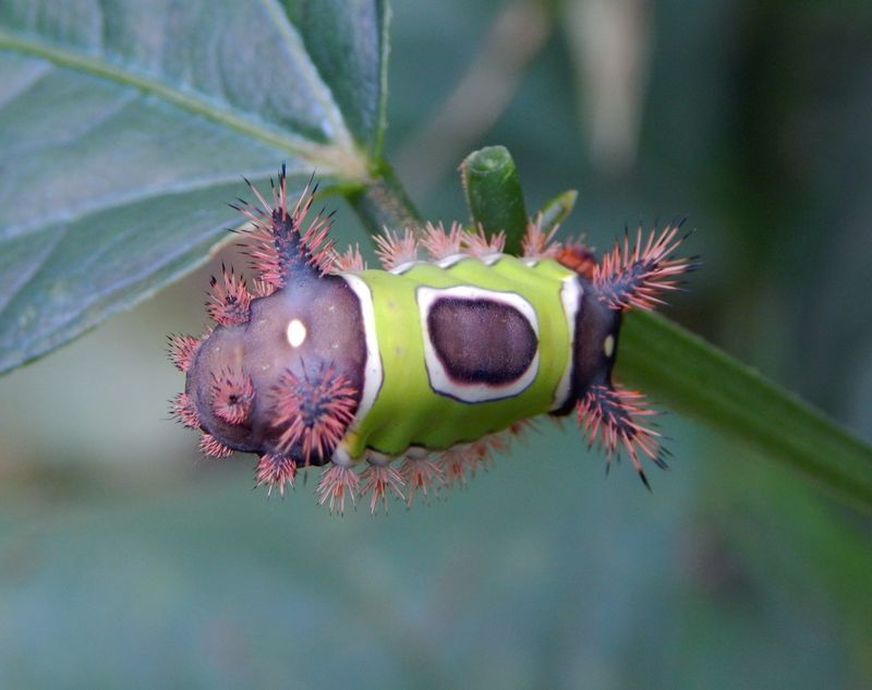 That Bright Green Caterpillar Is Not One To Pick Up