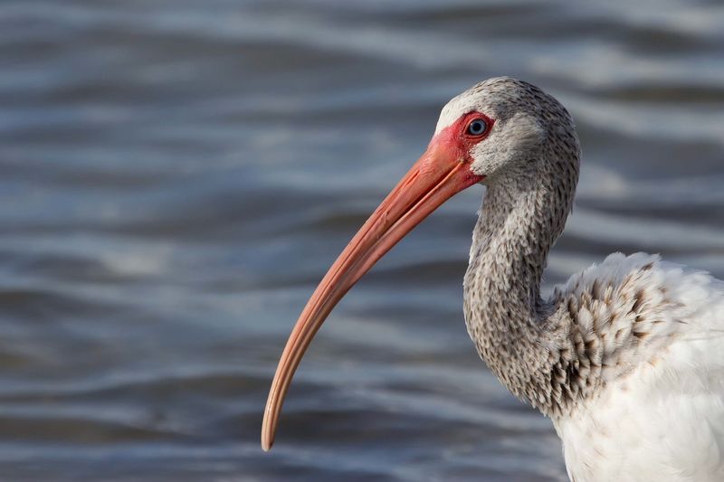 That Curved Bill Is Built To Search Beneath The Surface That Curved Bill Is Built To Search Beneath The Surface