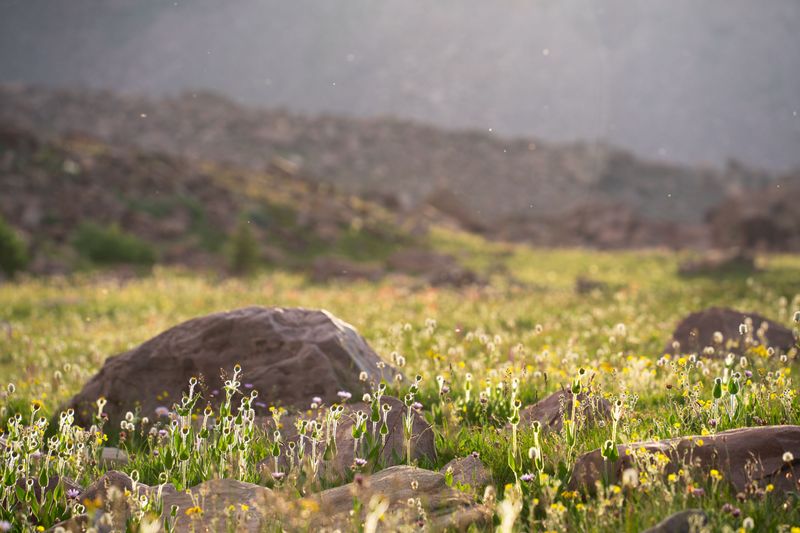 That Famous Whistle Fades With The Wildflowers That Famous Whistle Fades With The Wildflowers