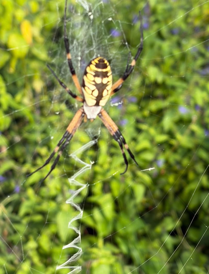 That Huge Spider May Not Be The Joro You Expected