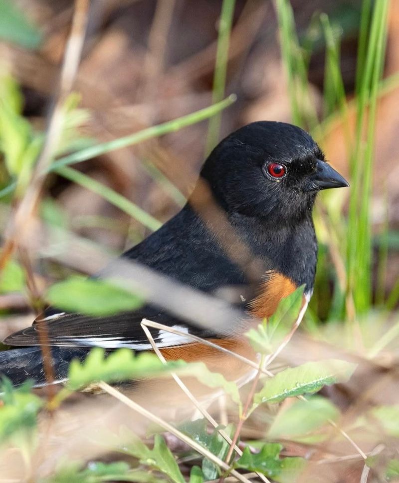 That Noisy Scratching Is A Towhee Searching For Its Next Meal That Noisy Scratching Is A Towhee Searching For Its Next Meal