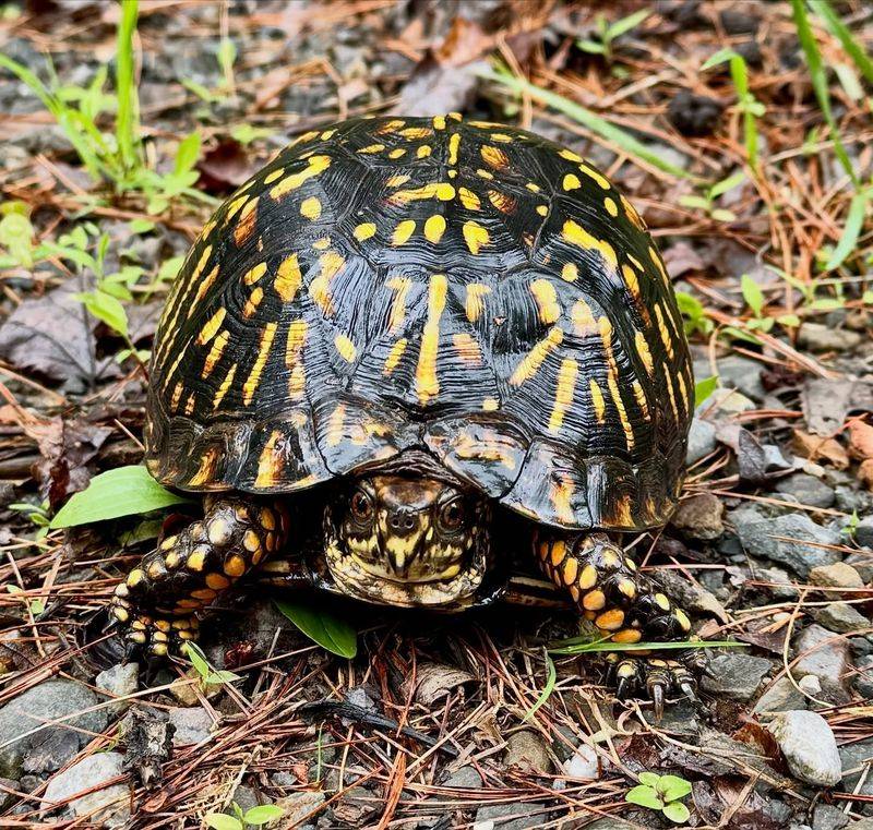 That Slow Visitor Usually Knows Where It Is Going That Slow Visitor Usually Knows Where It Is Going