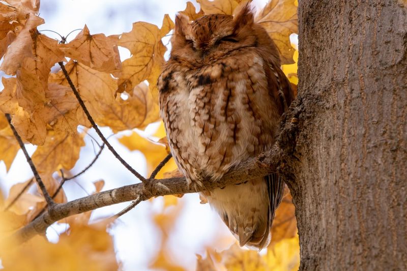 That Small Owl In Your Yard May Be Easier To Notice This Fall That Small Owl In Your Yard May Be Easier To Notice This Fall