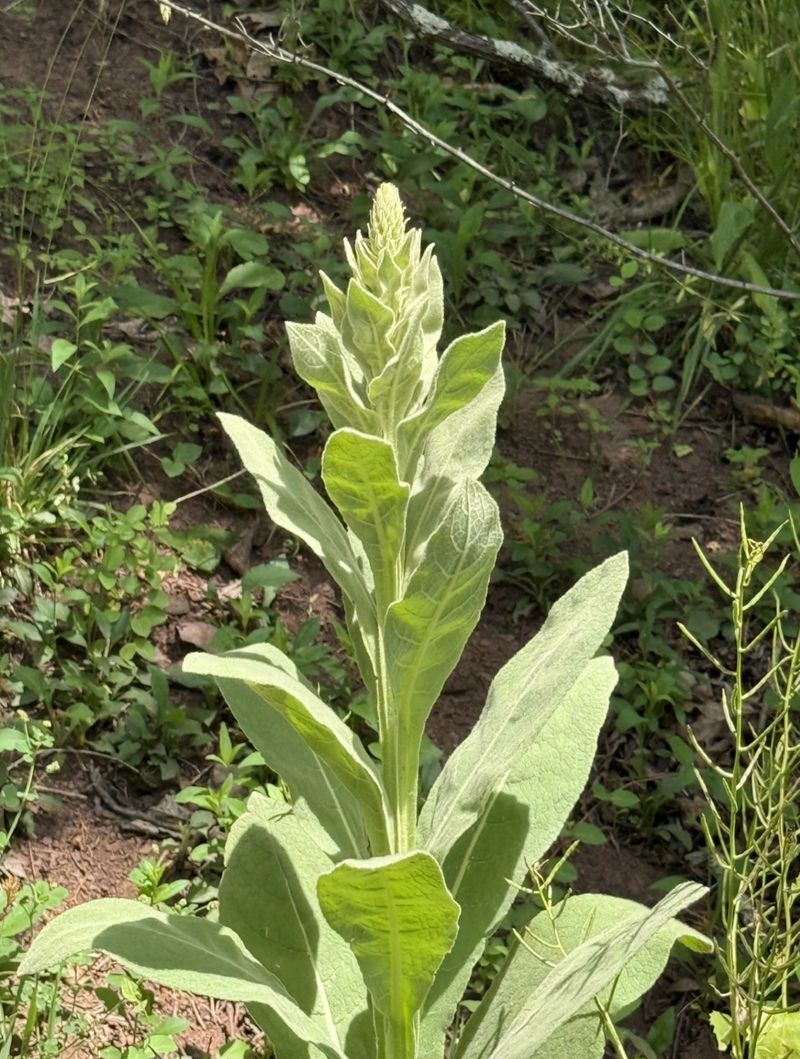 That Tall Fuzzy Plant Is Common Mullein That Tall Fuzzy Plant Is Common Mullein