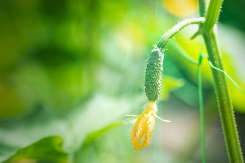 That Tiny Cucumber Is a Female Flower’s Promise That Tiny Cucumber Is a Female Flower’s Promise