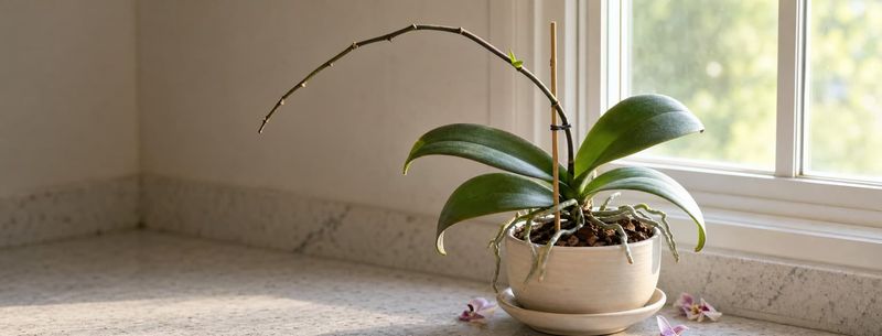 That “spent” grocery-store orchid is probably still growing