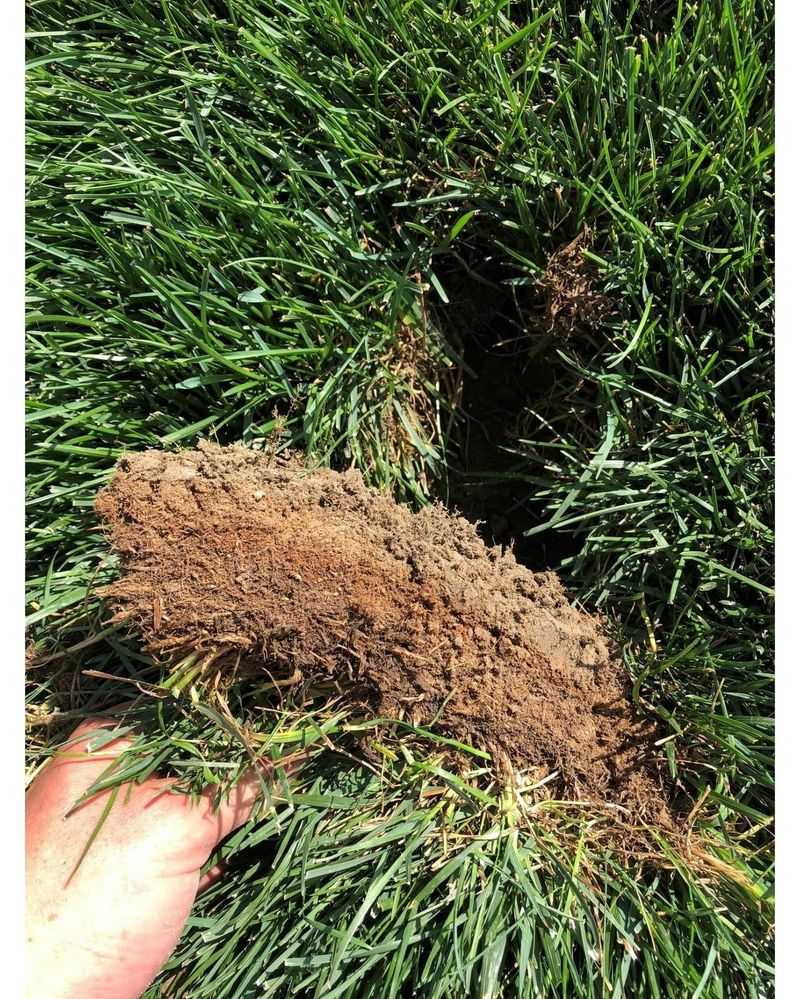 Thatch Buildup Blocks Water From Reaching Grass Roots