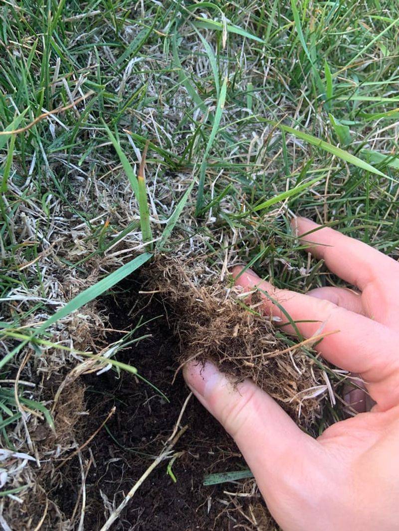 Thatch Buildup Feeding The Fungus Thatch Buildup Feeding The Fungus