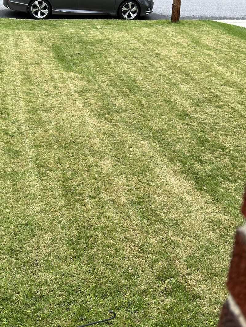 Thatch Can Block Water From Reaching The Root Zone