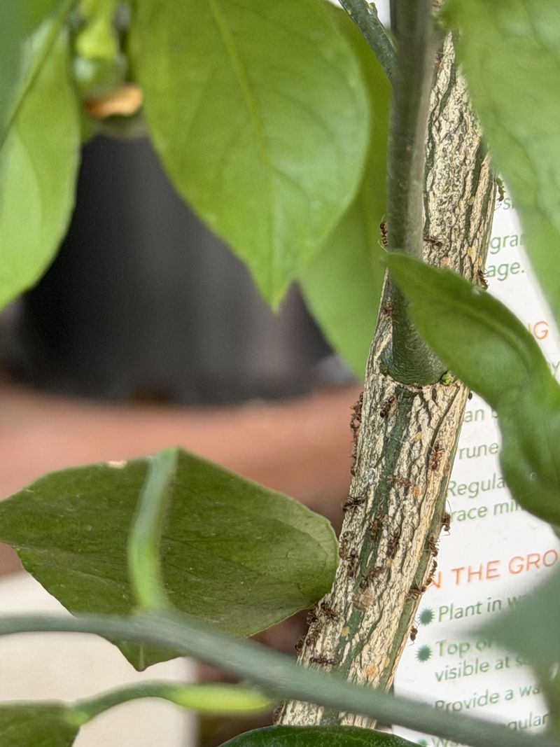 The Ant Problem Many Gardeners Overlook The Ant Problem Many Gardeners Overlook