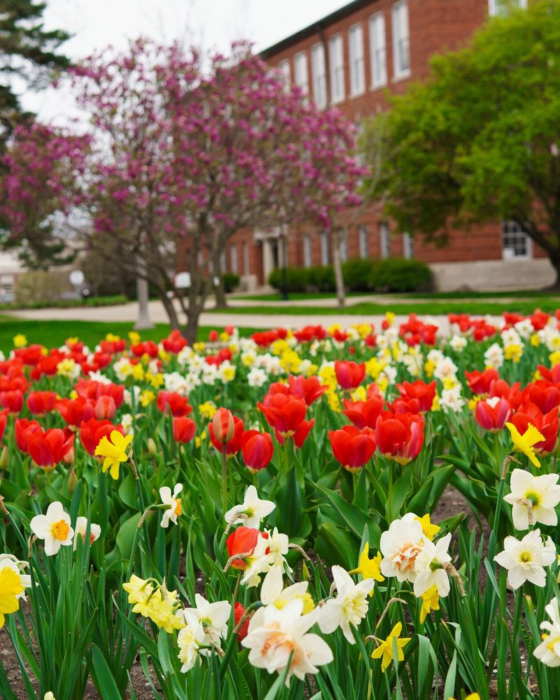 The April Payoff Waiting Under Illinois Soil