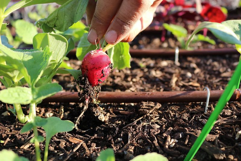 The Arizona Harvest Rule to Keep The Arizona Harvest Rule to Keep