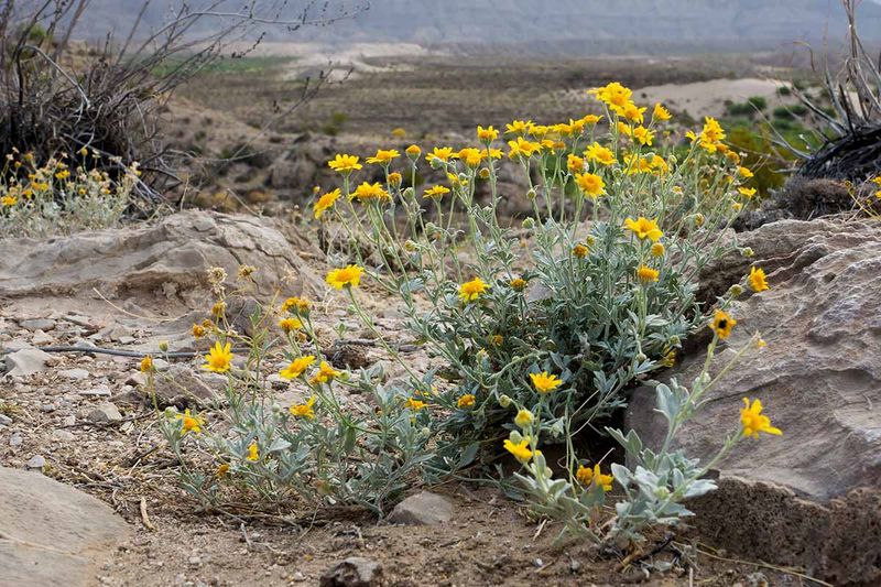 The Arizona Verdict: Value the Plant, Not the Myths The Arizona Verdict: Value the Plant, Not the Myths