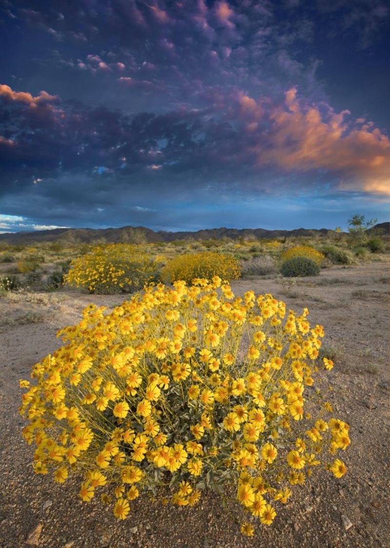 The Arizona “Weed” May Be Native Brittlebush