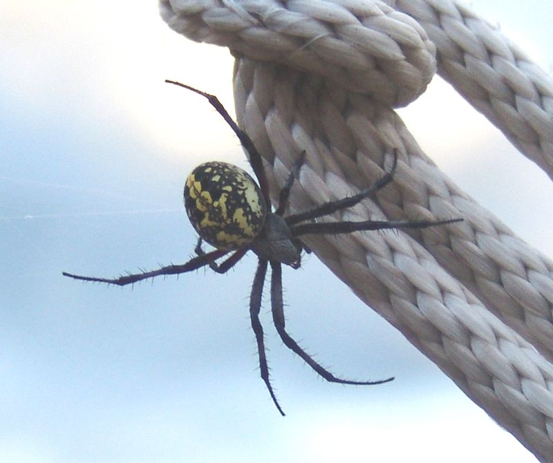 The Arizona Yard Rule: Leave Useful Webs, Clear Real Hazards The Arizona Yard Rule: Leave Useful Webs, Clear Real Hazards