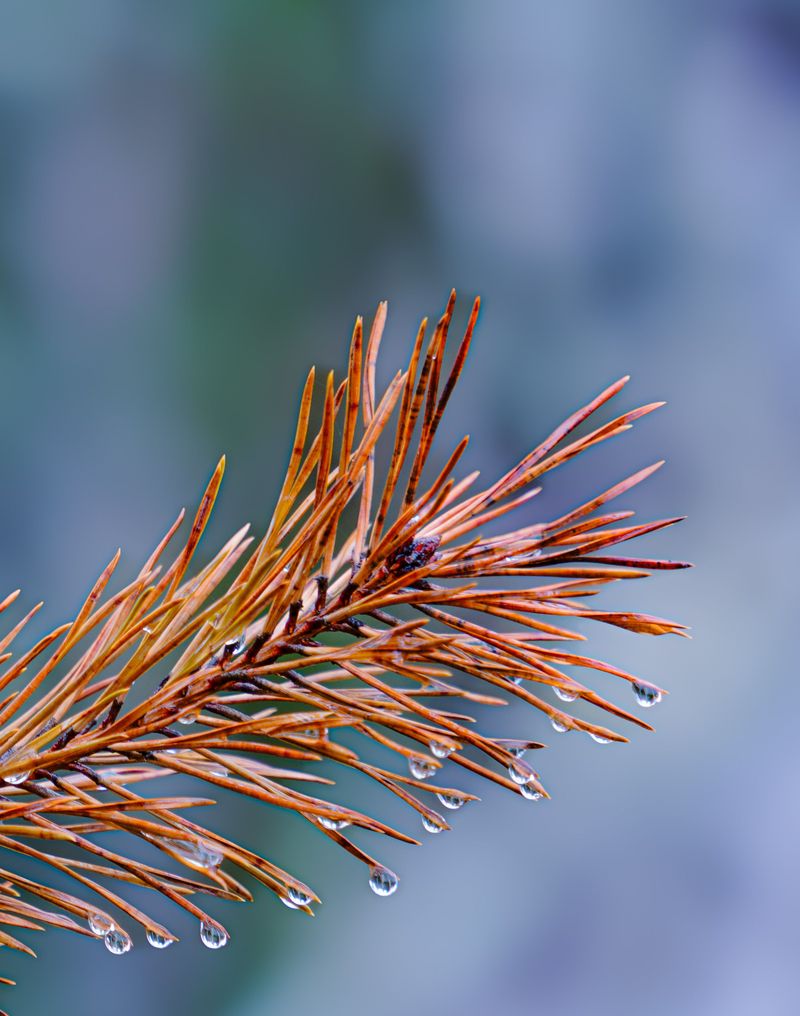 The Autumn Calendar For Seasonal Needle Drop