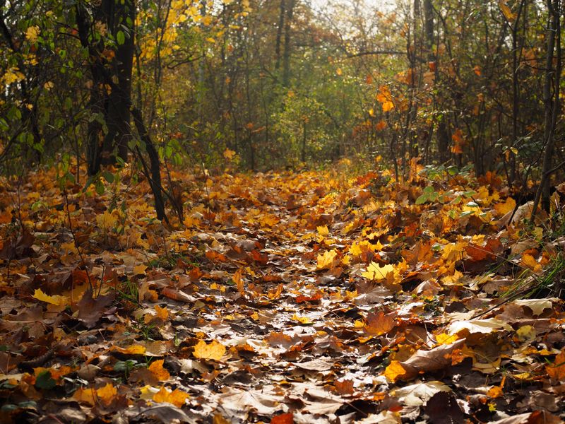 The Autumn March Has A Destination