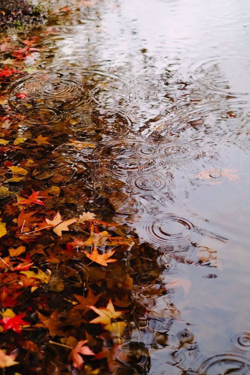 The Autumn Rains That Start The Clock