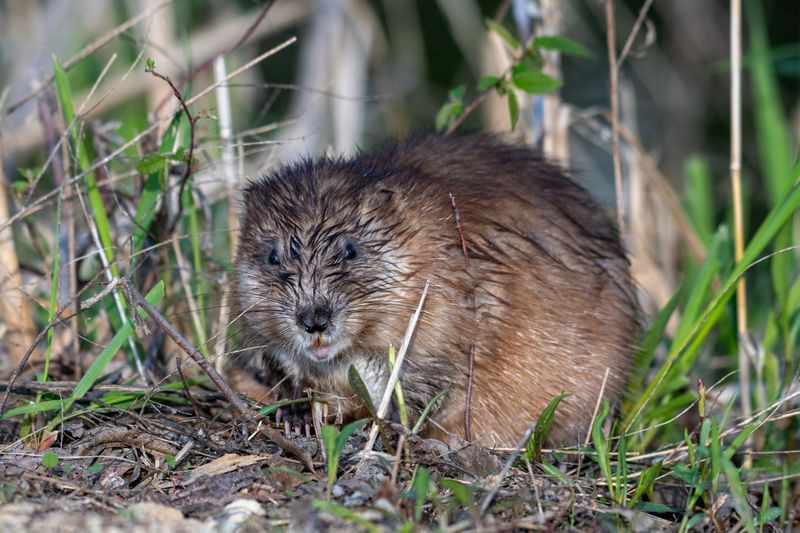 The Autumn Shuffle Of Young Muskrats The Autumn Shuffle Of Young Muskrats