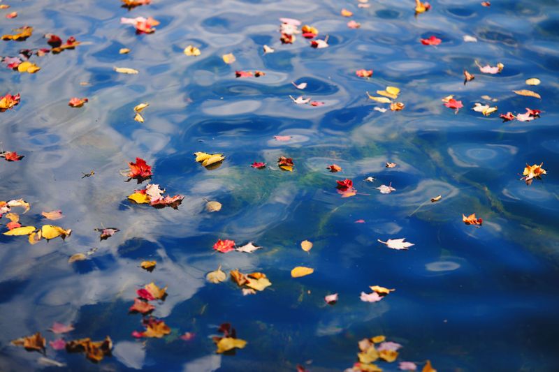 The Autumn Water Shuffle Explained